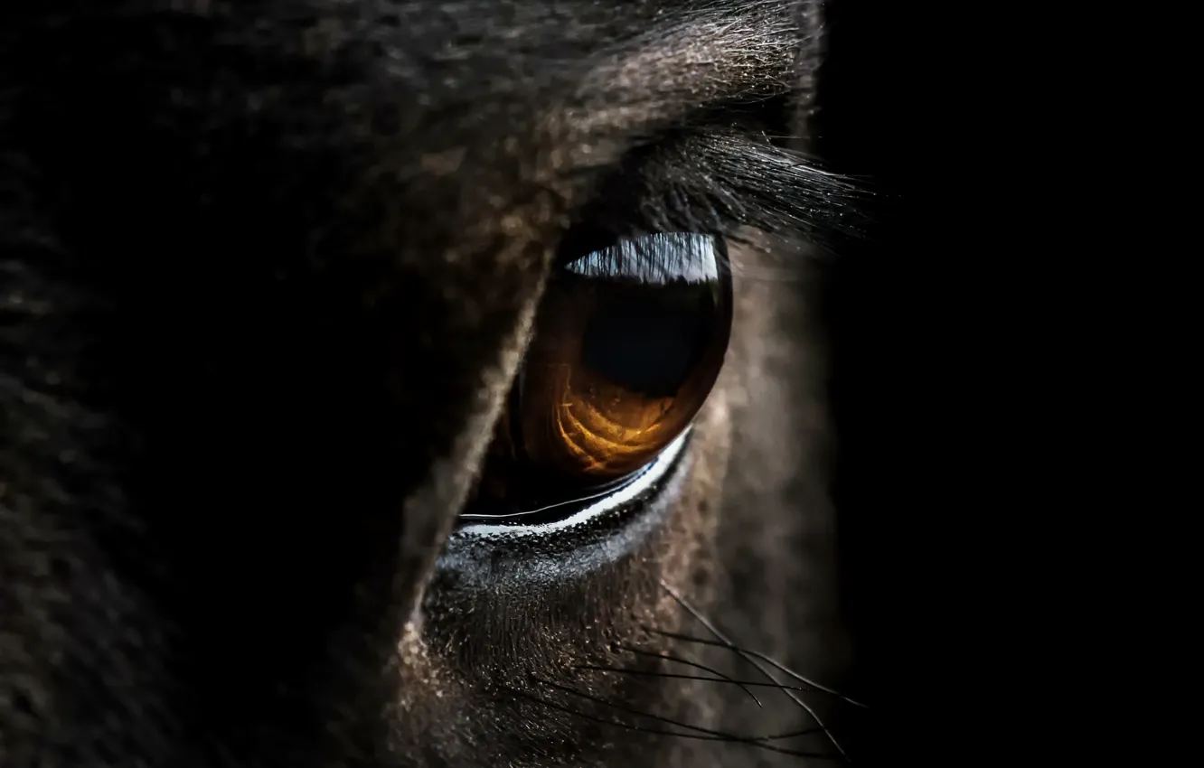 Фото обои макро, глаз, конь