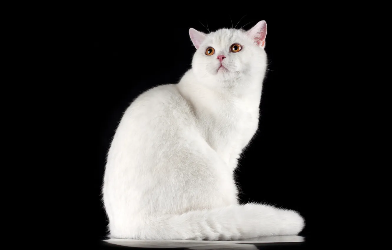 Фото обои кошка, кот, взгляд, белая, черный фон, сидит, британская, смотрит вверх