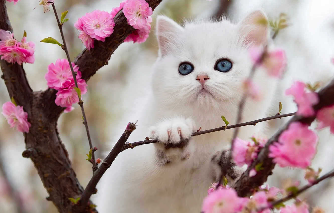 Фото обои кошка, белый, взгляд, цветы, ветки, природа, поза, котенок