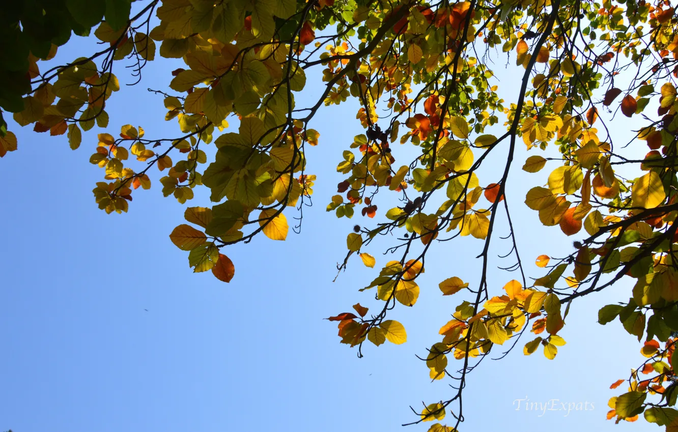 Фото обои осень, листья, природа, ветви