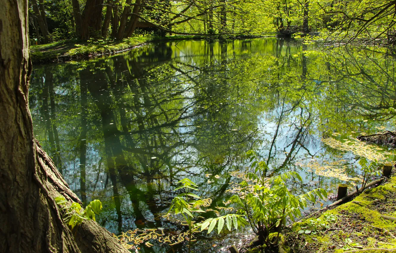 Фото обои water, park, spring, pond