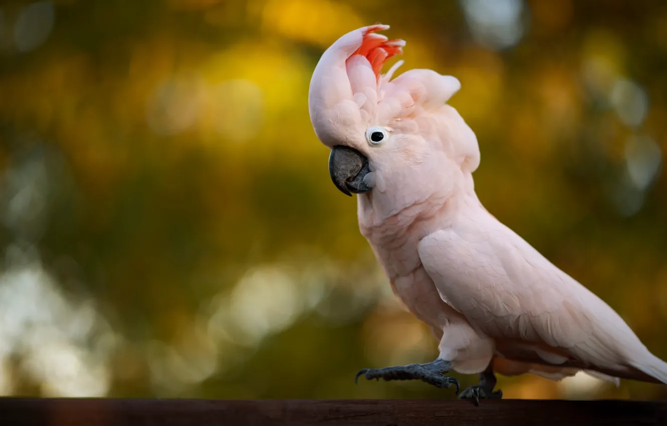 Фото обои фон, розовый, птица, боке, какаду