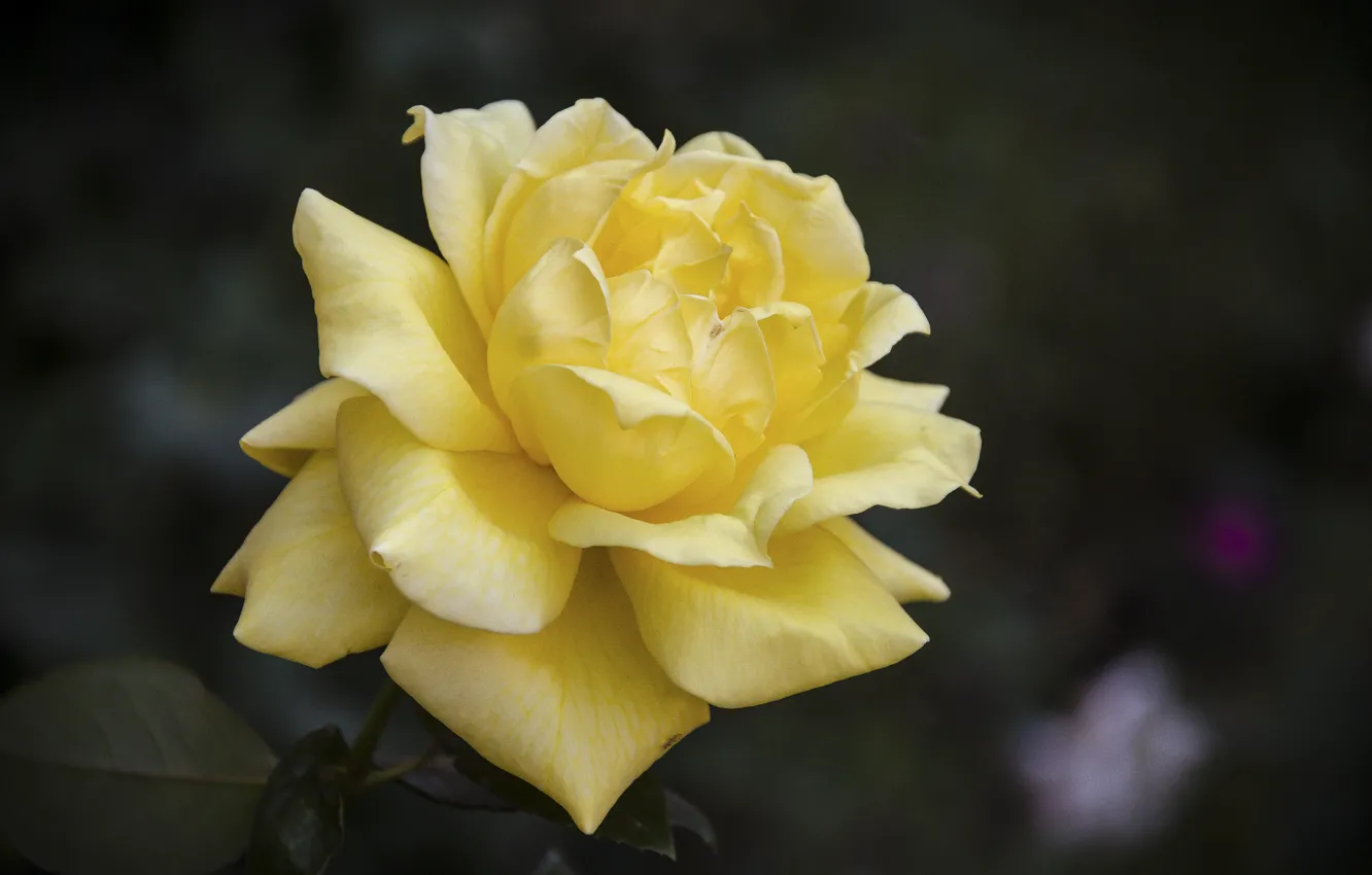 Фото обои цветок, роза, желтый цветок, матовые