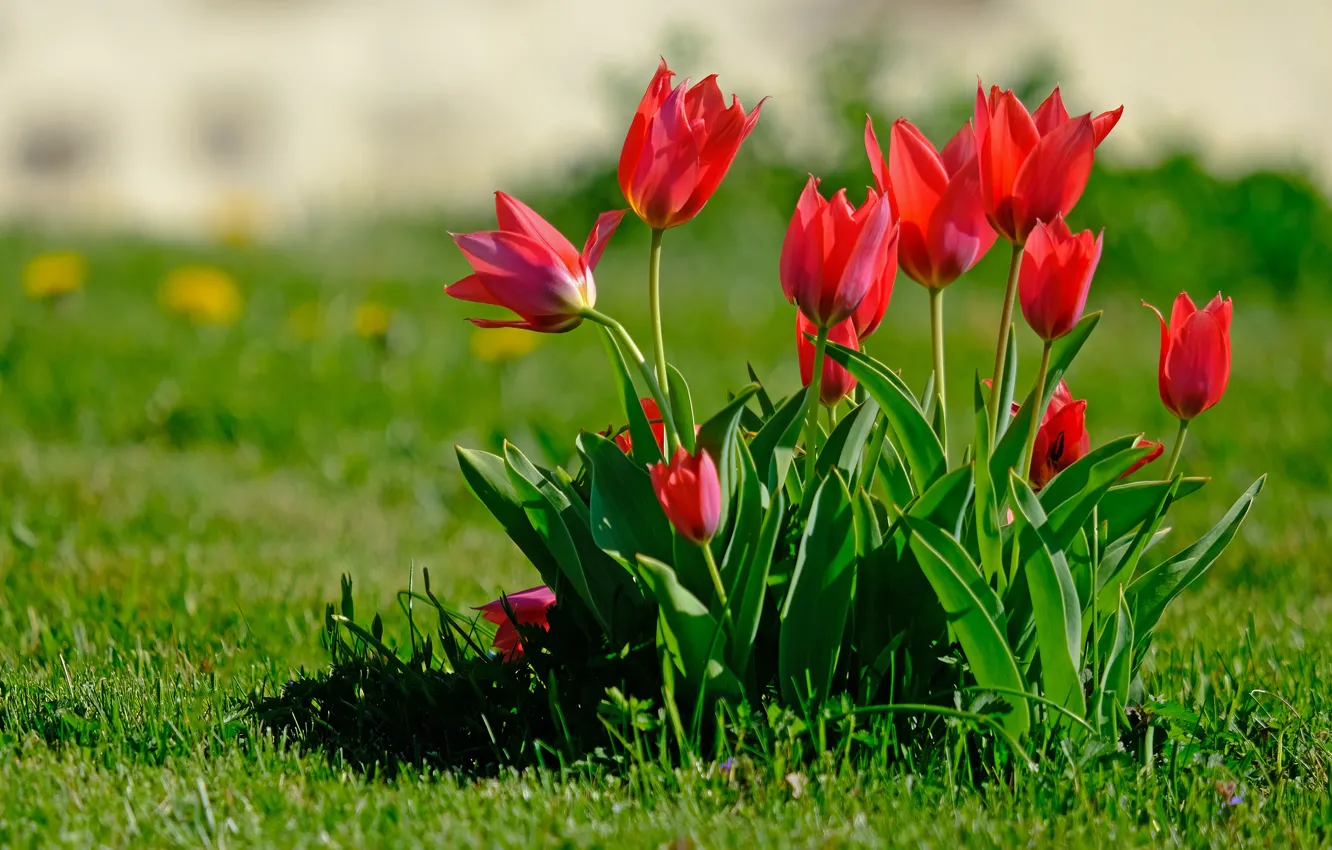 Фото обои зелень, цветы, поляна, яркие, куст, весна, сад, тюльпаны