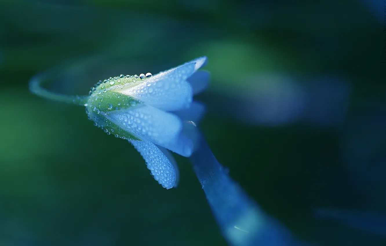 Фото обои зелень, цветок, капли, макро, голубой, растение