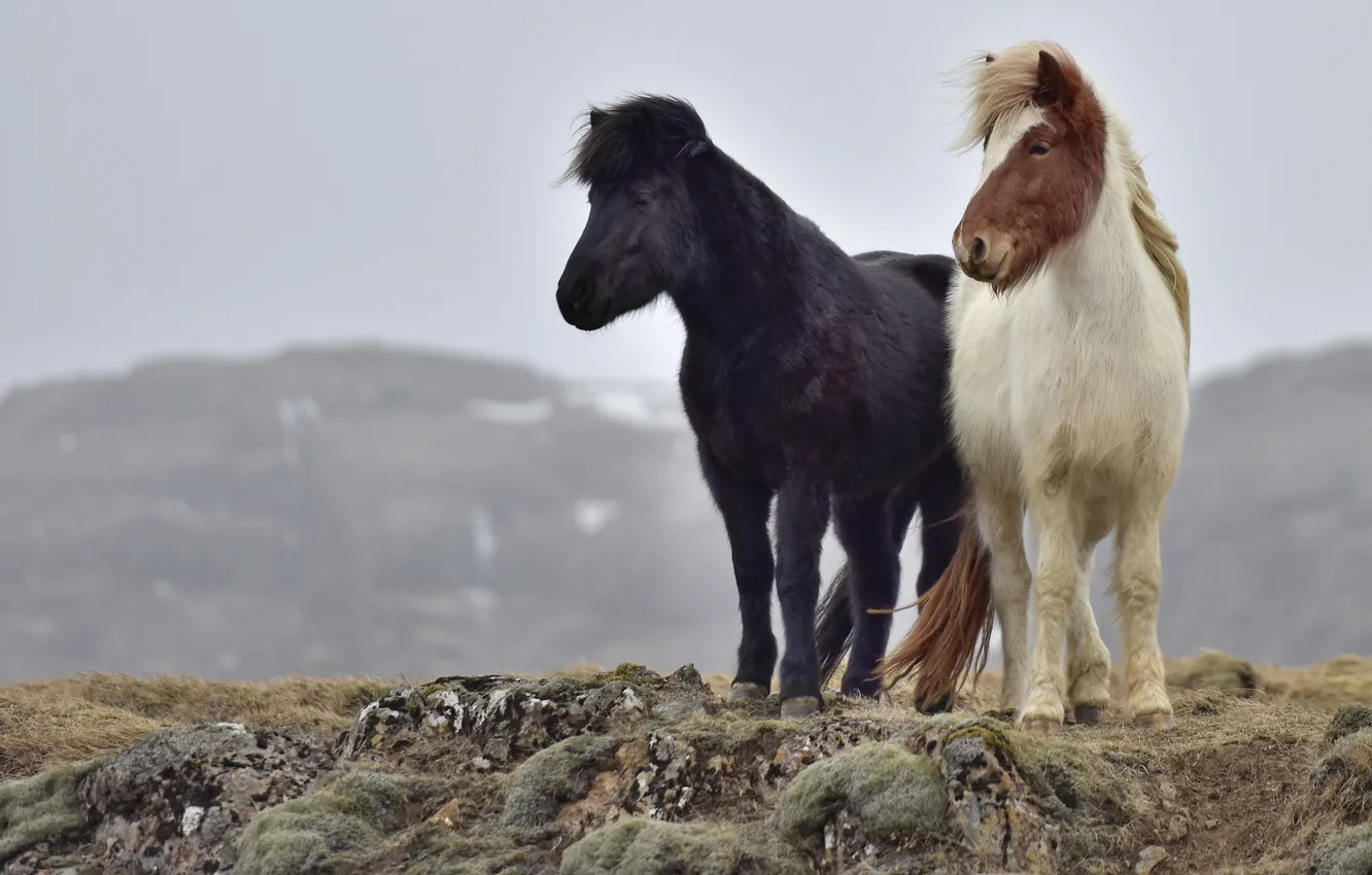 Фото обои горы, камни, ветер, кони, Исландия