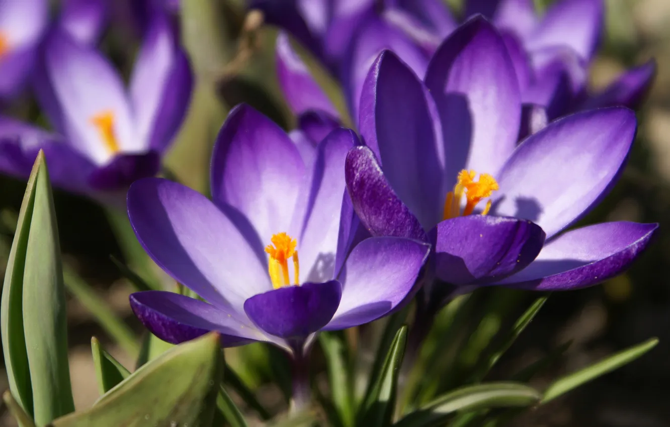 Фото обои фиолетовый, макро, цветы, весна, первоцвет, Крокусы
