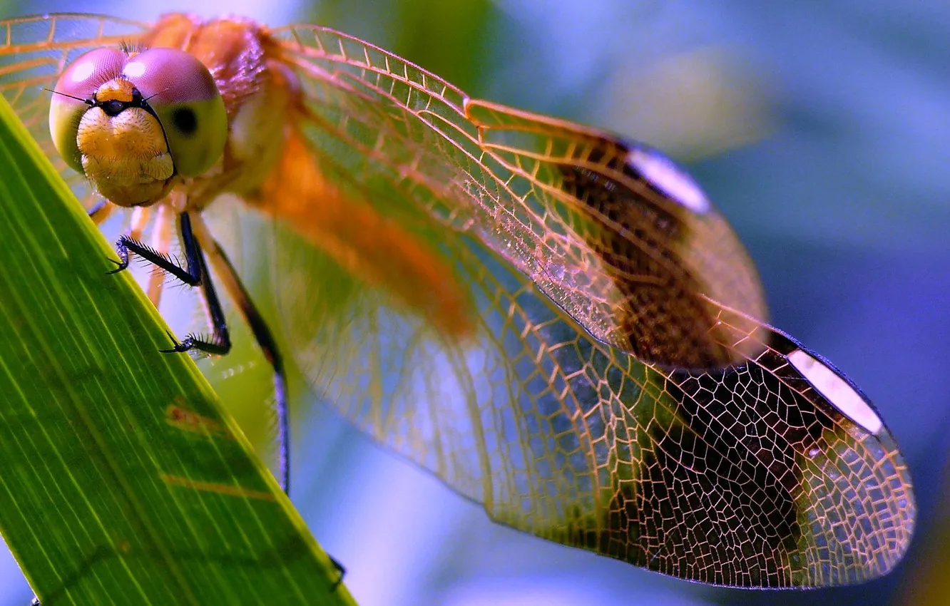 Фото обои глаза, лист, крылья, голова, стрекоза, насекомое