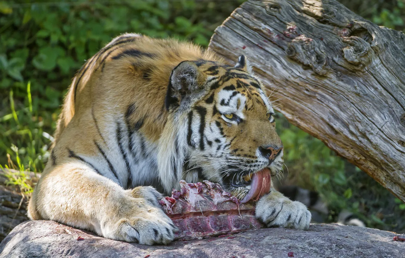 Фото обои язык, кошка, тигр, камень, мясо, ест, амурский, ©Tambako The Jaguar