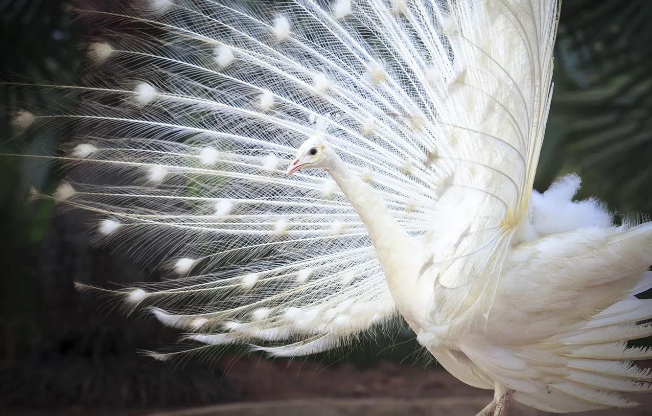 Фото обои птица, перья, хвост, белый индийский павлин