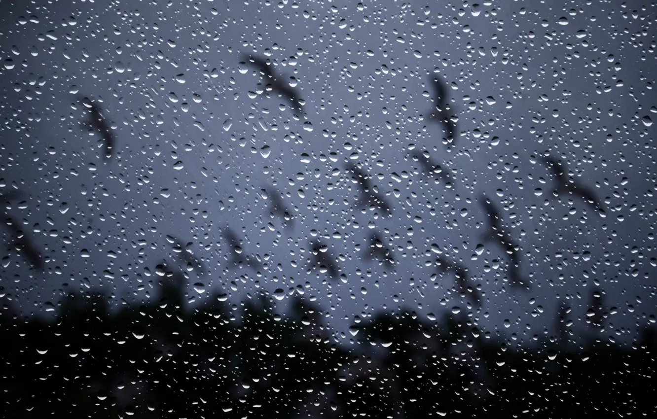 Фото обои стекло, капли, ночь, дождь, окно, rain drops on glass