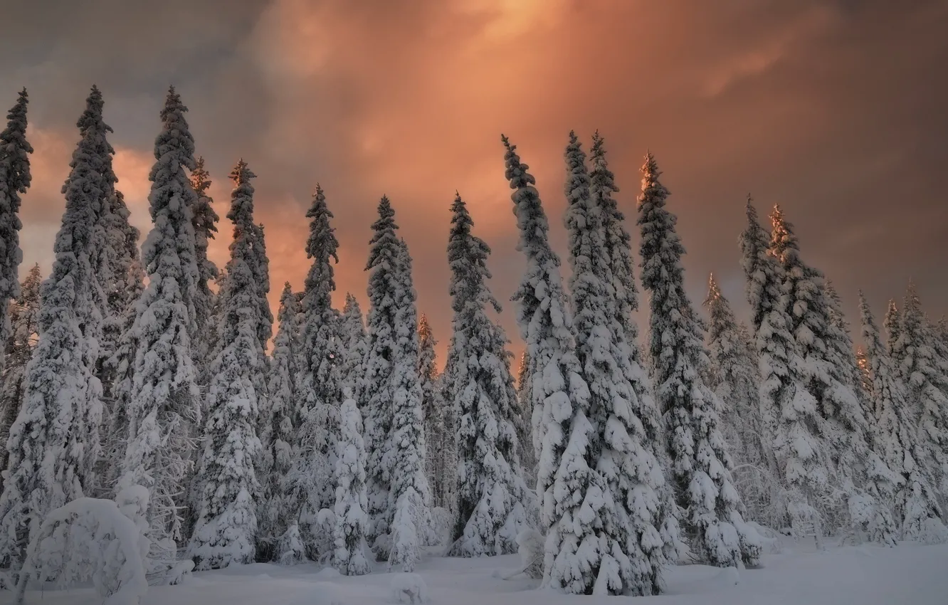 Фото обои зима, лес, снег, елки, вечер