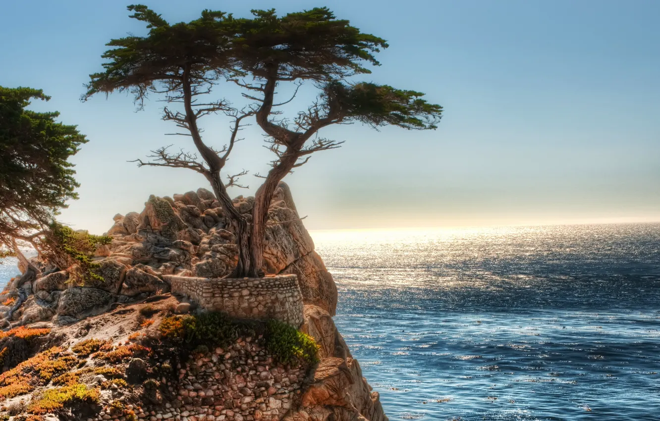 Фото обои дерево, скалы, Океан