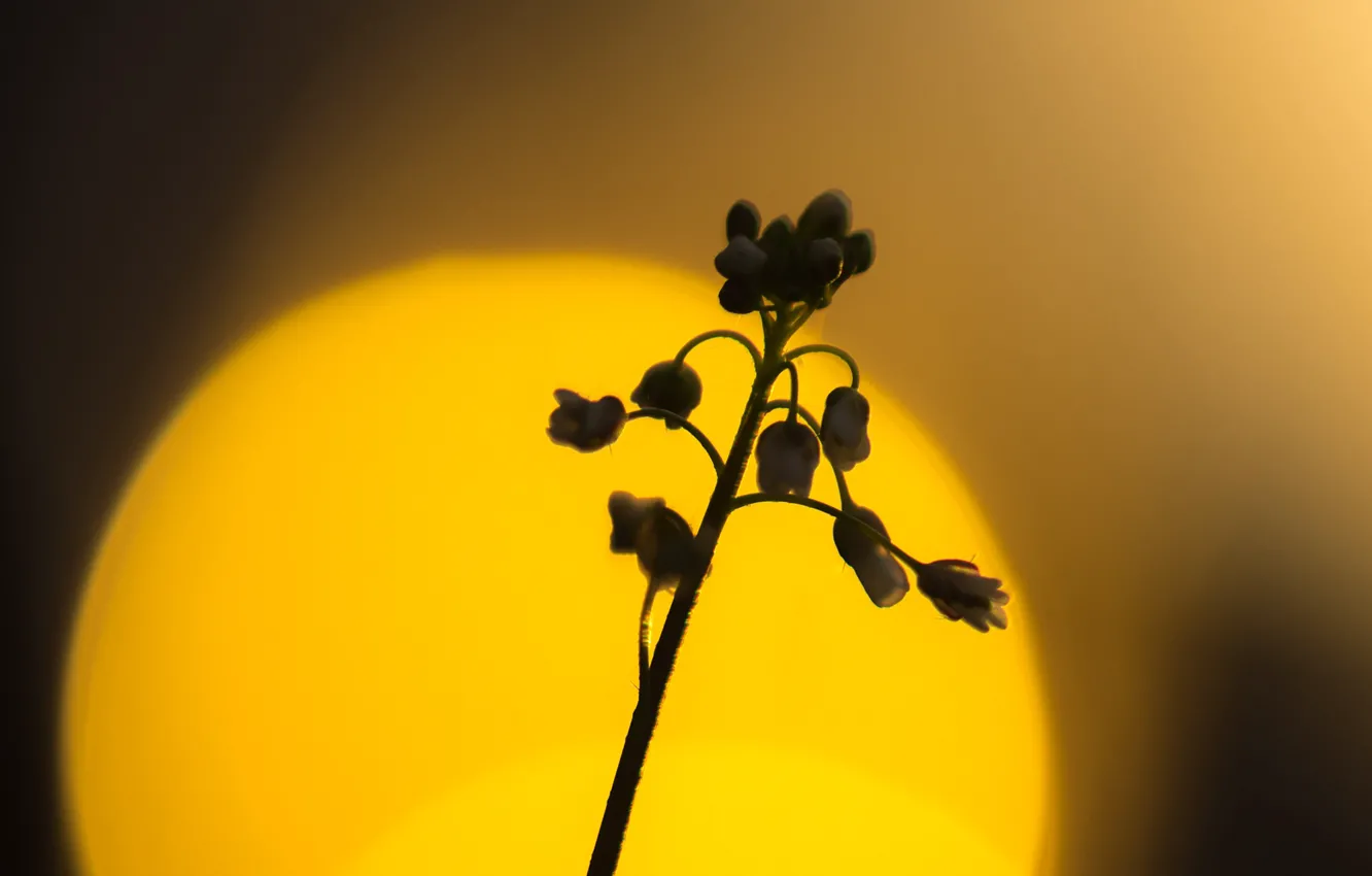 Фото обои солнце, закат, природа, растение, силуэт, диск