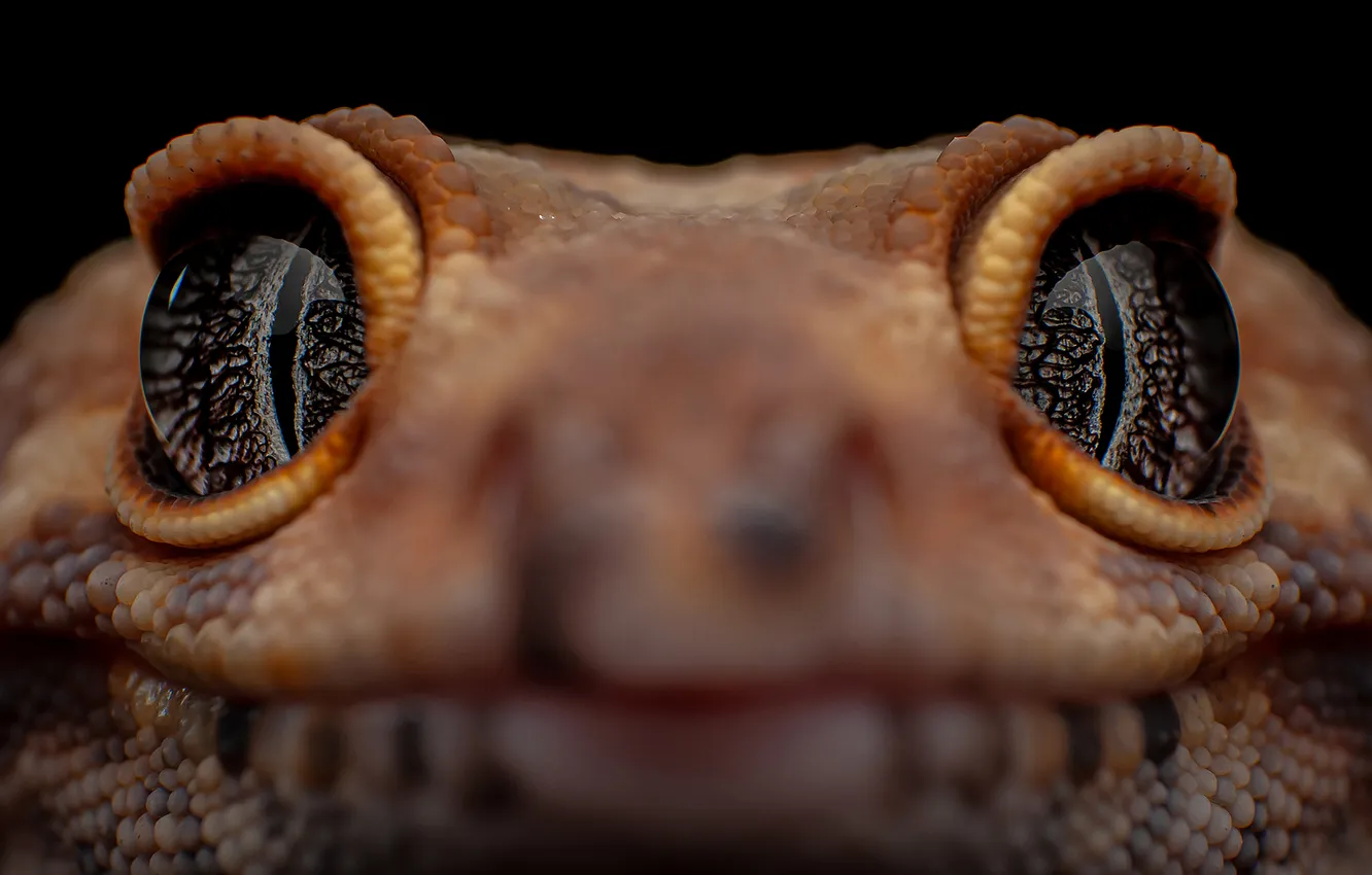 Фото обои eyes, reptile, scales