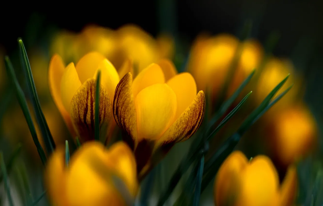Фото обои макро, цветы, весна, желтые, крокусы, бутоны, боке
