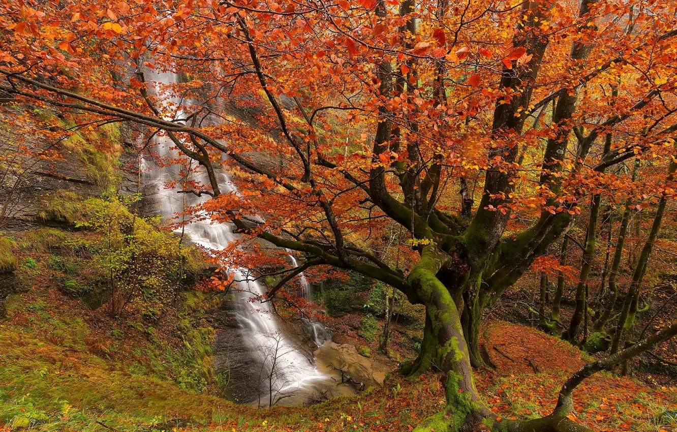 Фото обои осень, лес, деревья, водопад, Испания, Spain, Bizkaia, Бискайя