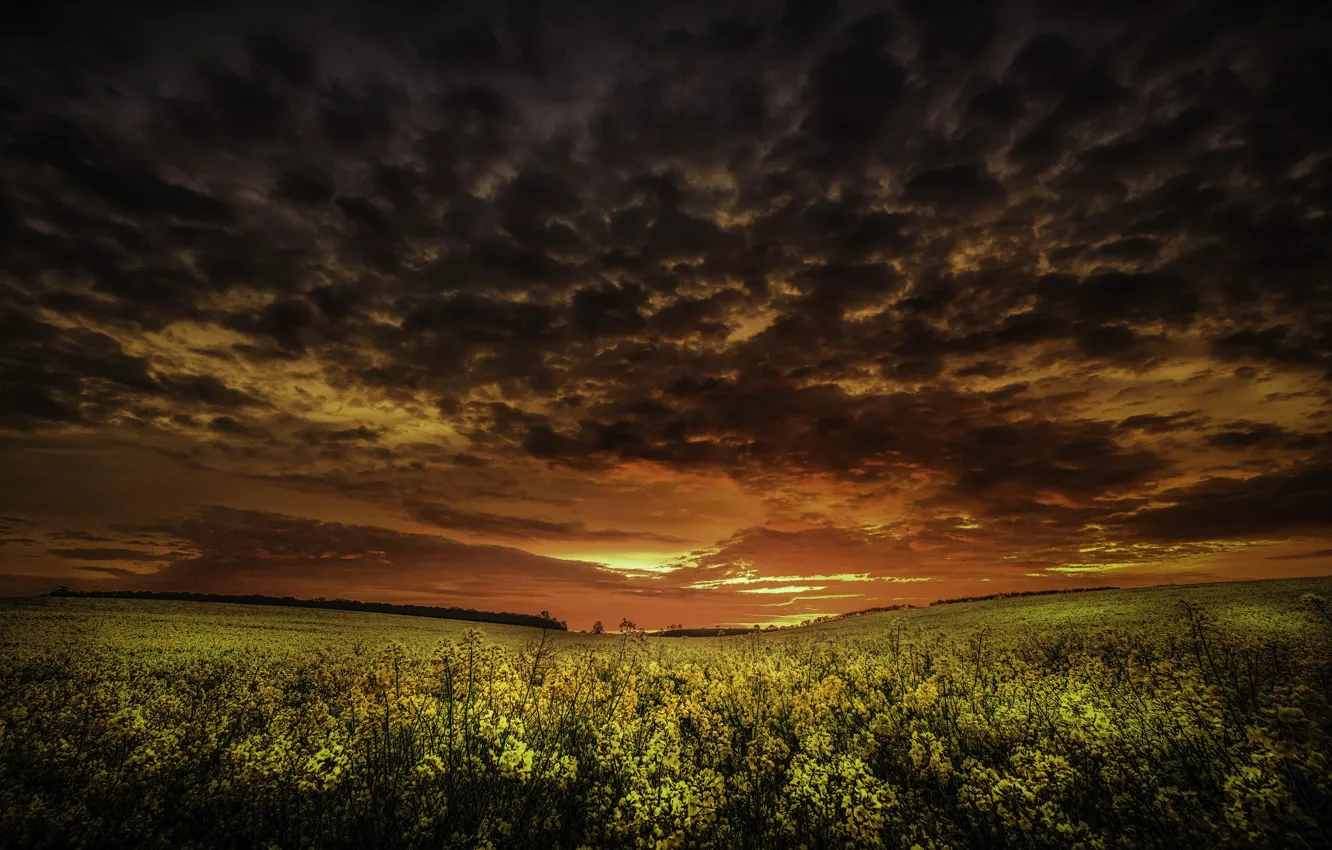 Фото обои поле, закат, рапс