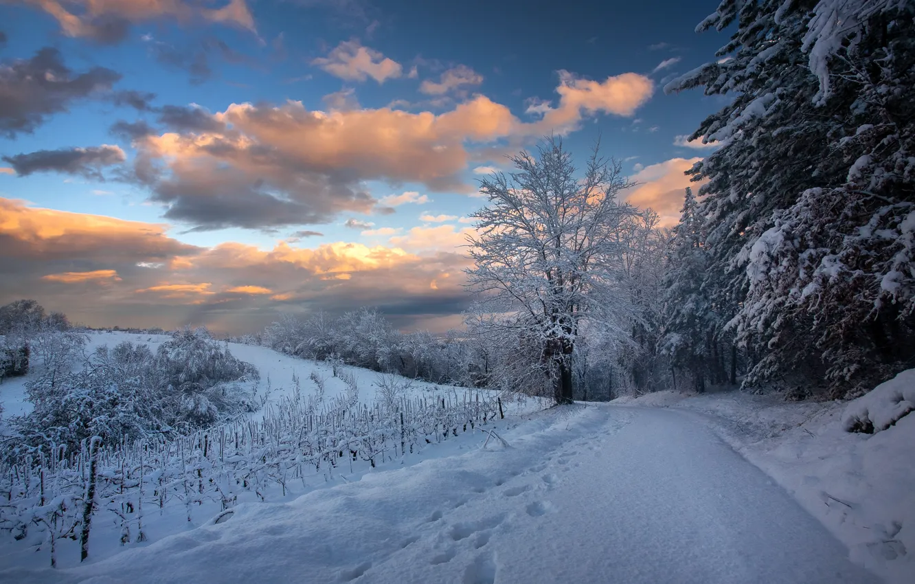 Фото обои зима, дорога, снег, деревья, пейзаж, forest, road, trees