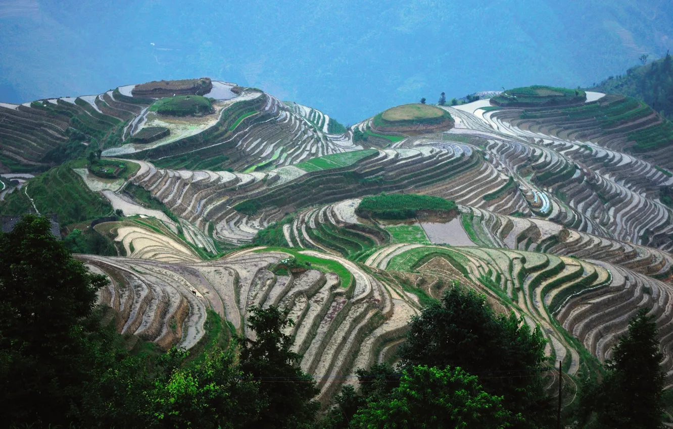 Фото обои China, trees, nature, rice, terrace, Asia, height, Guilin