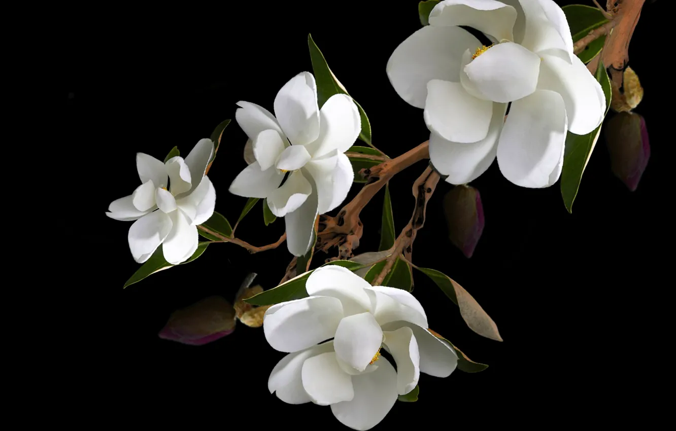 Фото обои flower, petals, branch, magnolias, pistils, stambs