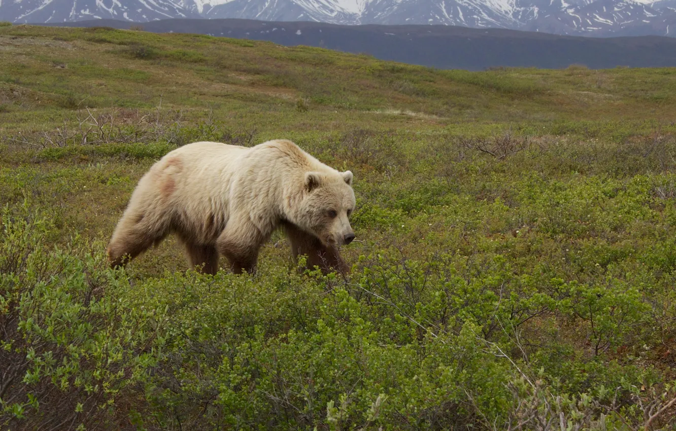 Фото обои grizzly bear, ursus arctos, .gray bear on grass field near mountains