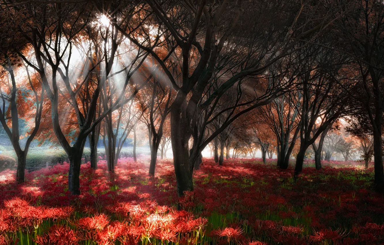 Фото обои лес, солнце, деревья, цветы, ветки, туман, парк, поляна