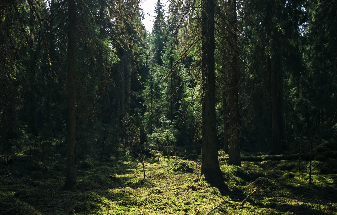 Фото обои лес, деревья, природа
