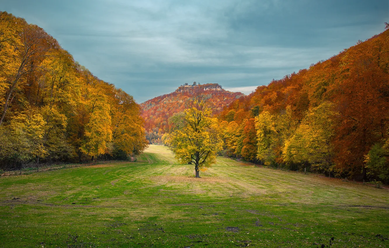 Фото обои Природа, Осень, Деревья