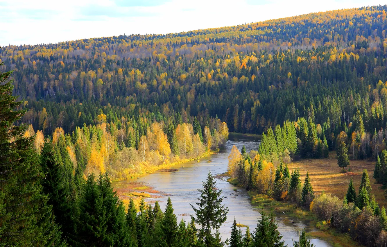 Фото обои лес, деревья, река, Россия, Пермский край, Койва