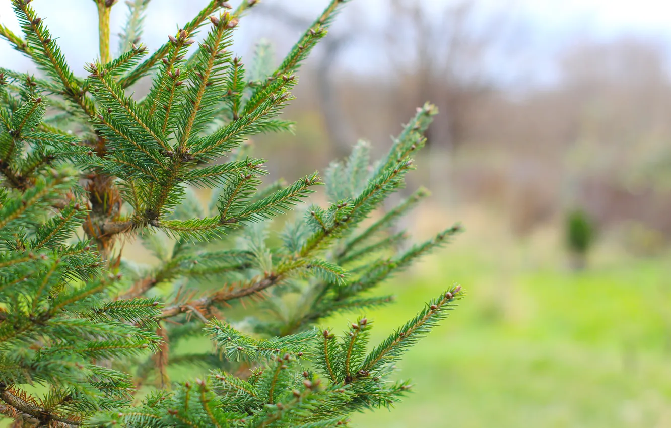 Фото обои green, spruce, twig