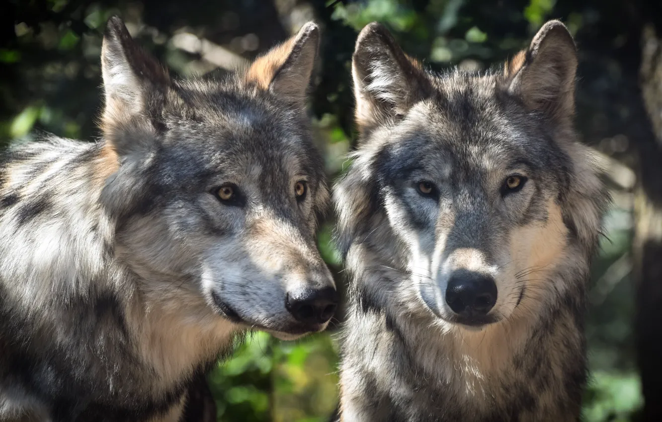 Фото обои взгляд, морда, свет, природа, серый, волк, портрет, пара