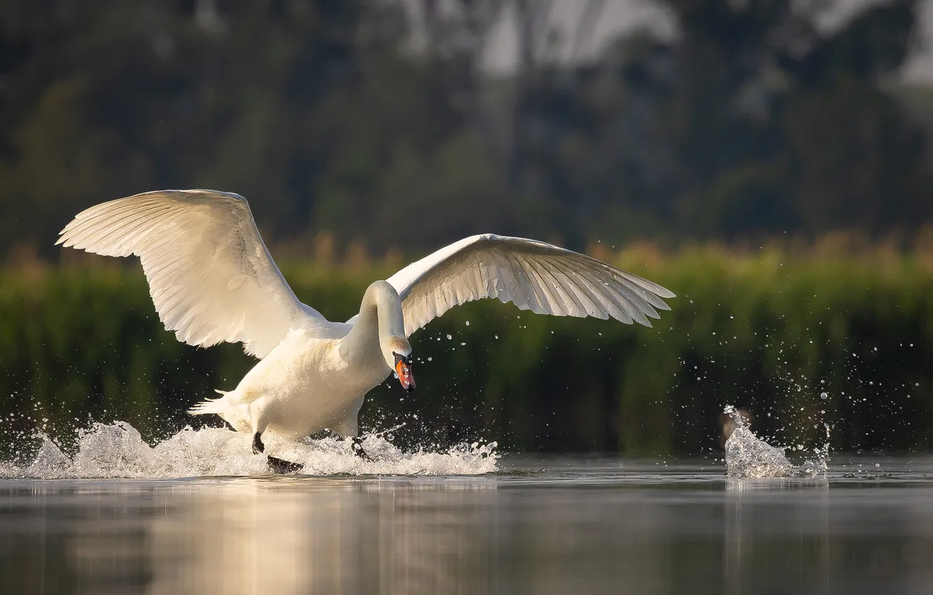 Фото обои вода, полет, птица, swan, лебеди, Adamec Robert