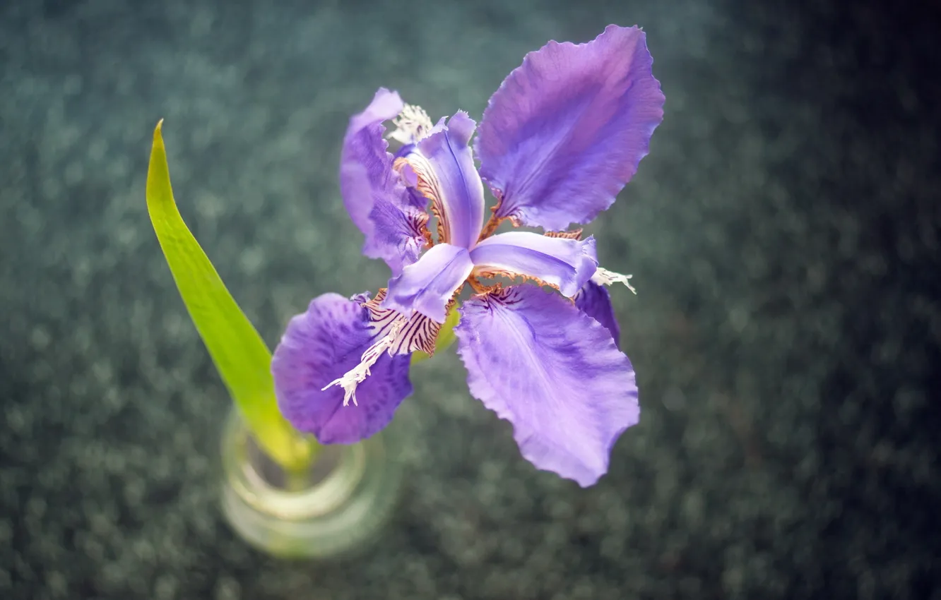 Фото обои цветок, фиолетовый, макро, лист, ваза, красивый