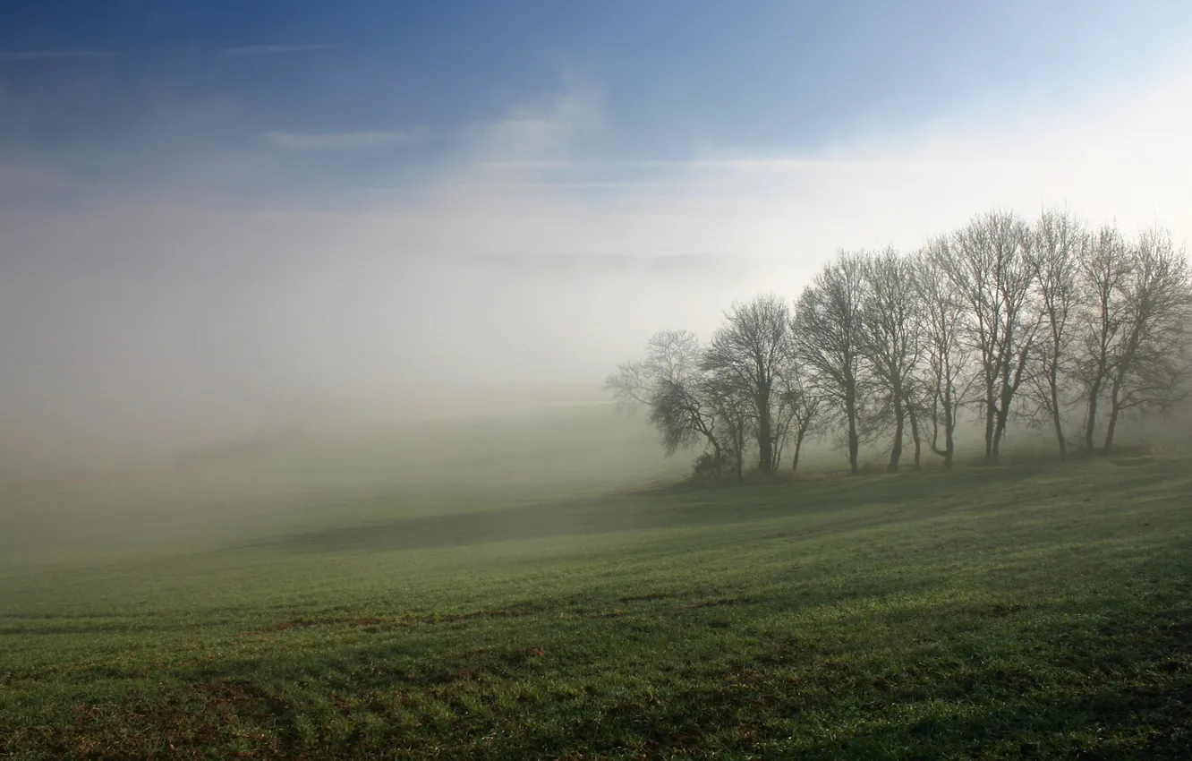 Фото обои деревья, туман, рассвет, газон, травка