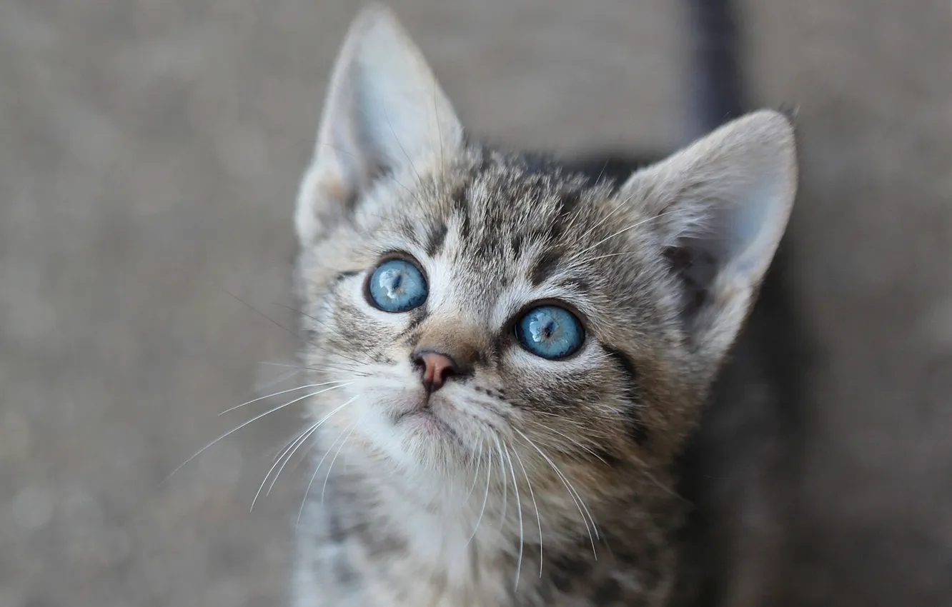 Фото обои мордочка, котёнок, голубые глаза