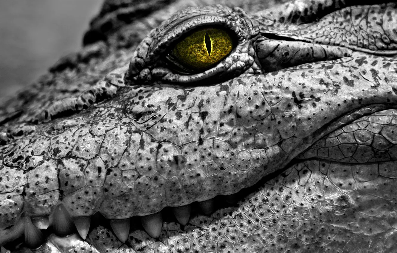 Фото обои глаз, кожа, крокодил, рептилия