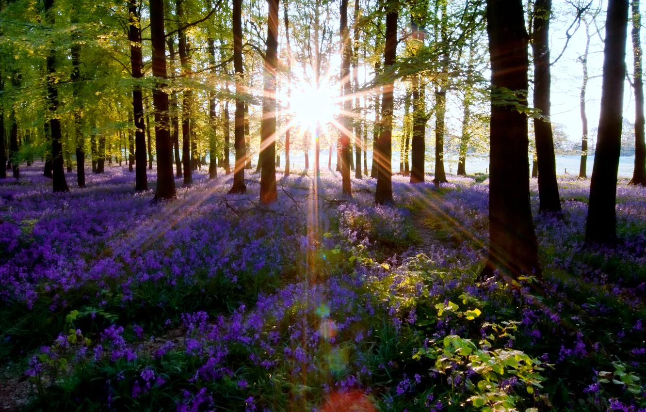 Фото обои лес, солнце, свет, природа
