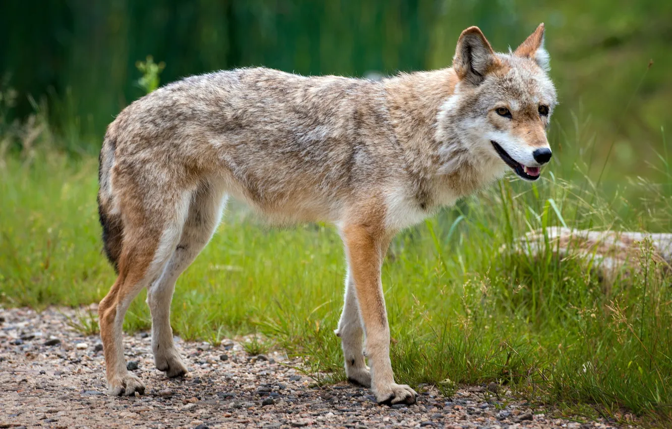 Фото обои лето, природа, Wild Coyote