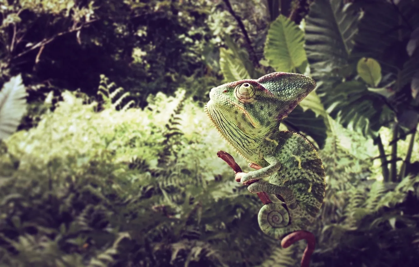 Фото обои grass, background, leaves, color, animal, branches, chameleon, sit