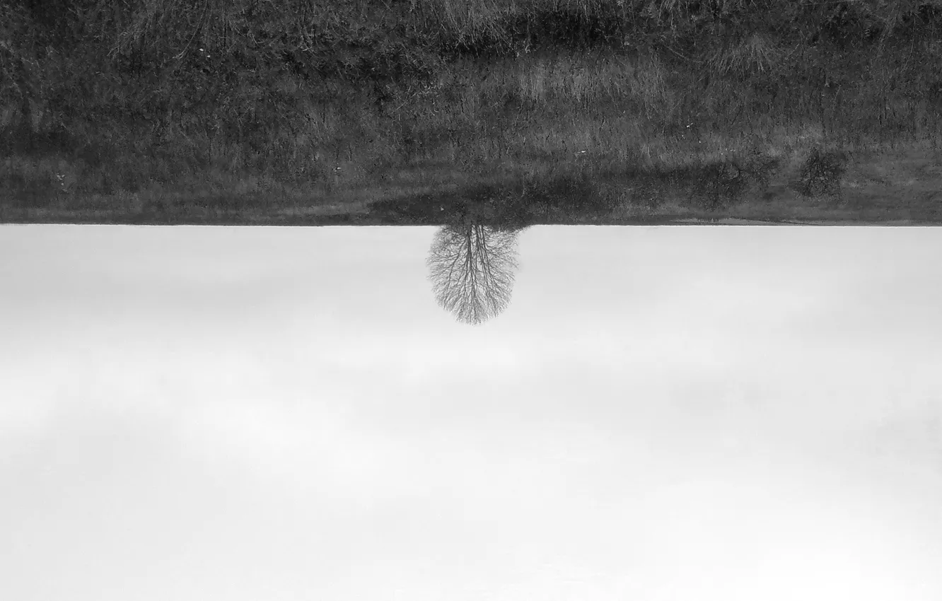 Фото обои Природа, чёрно-белое, Минимализм, Дерево