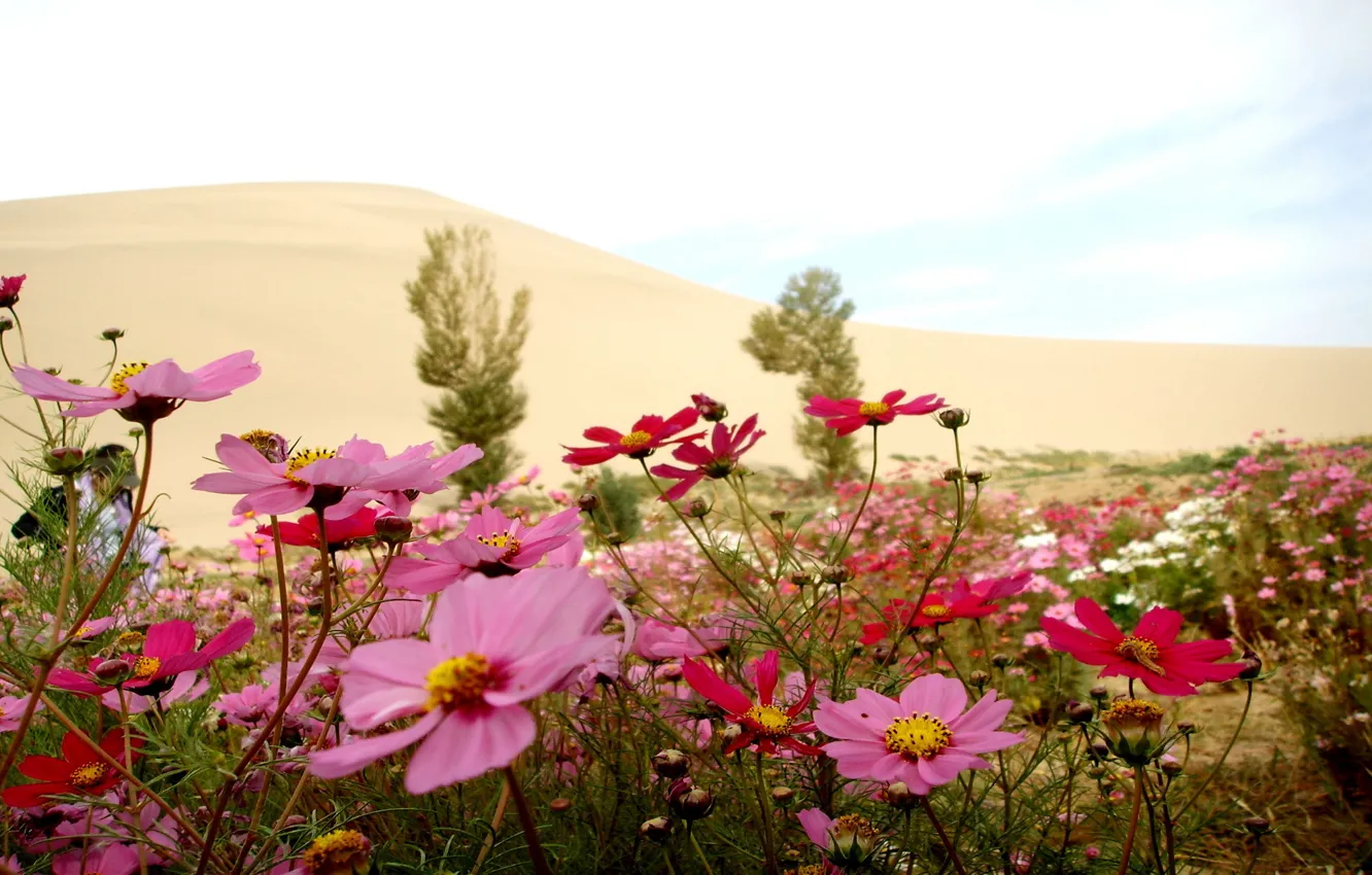 Фото обои лето, цветы, природа