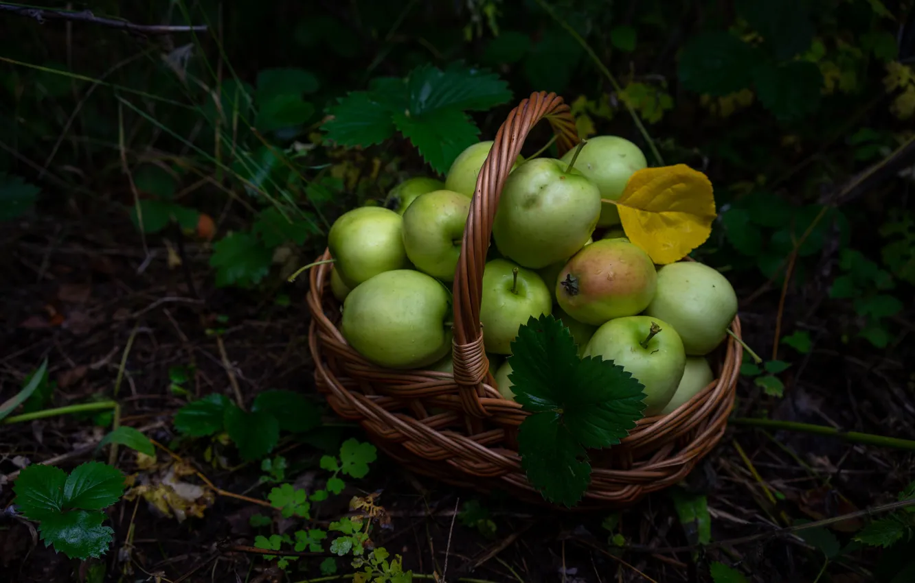 Фото обои темный фон, яблоки, зеленые, корзинка
