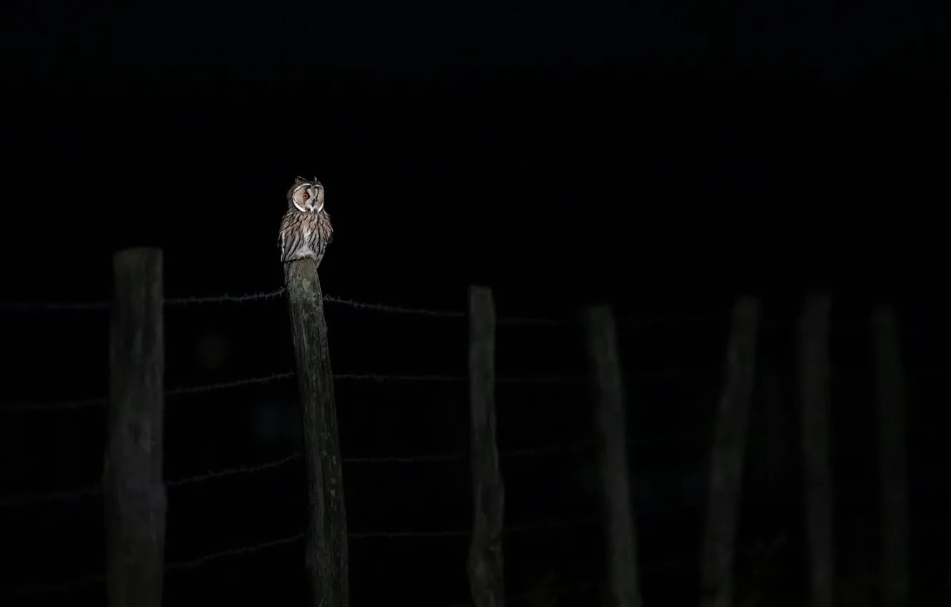 Фото обои ночь, сова, птица, забор