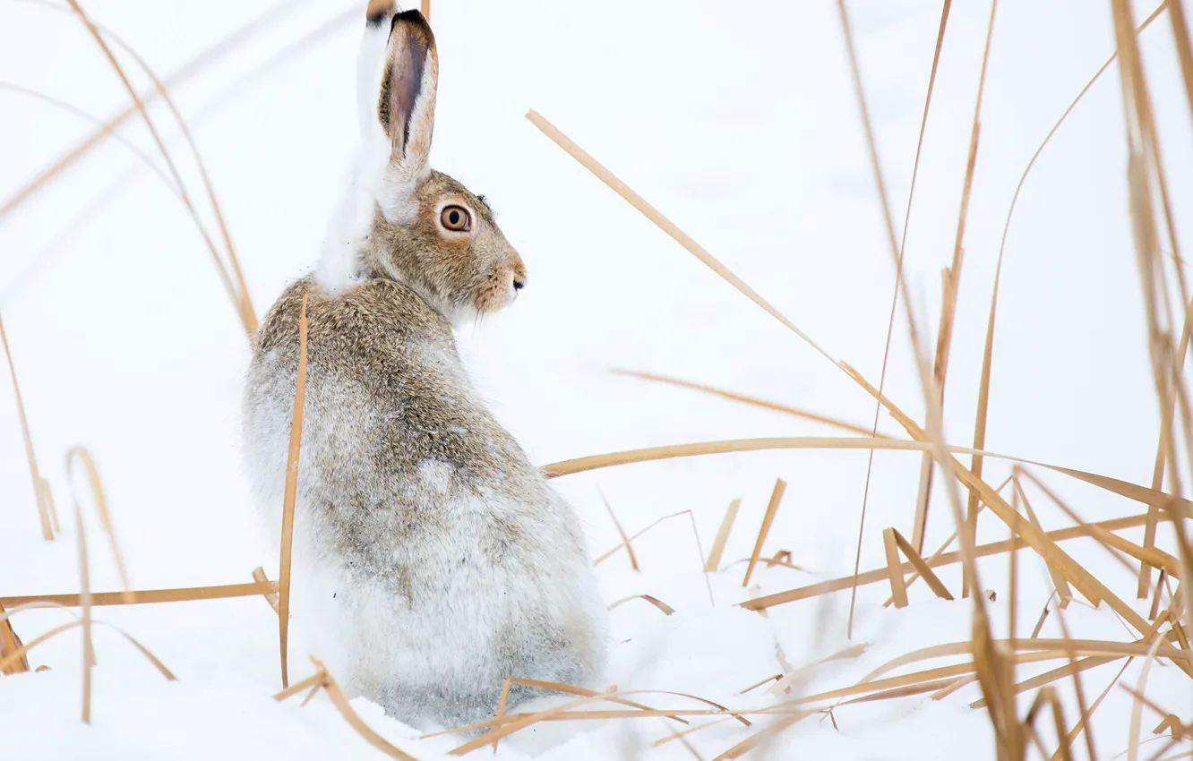 Фото обои зима, снег, природа, заяц