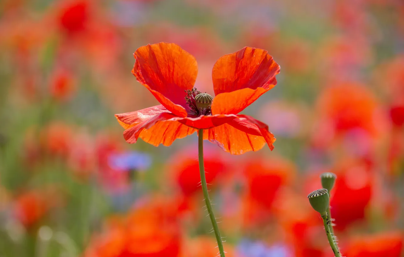 Фото обои свет, цветы, красный, яркие, мак, маки, маковое поле