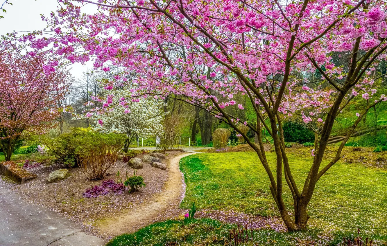 Фото обои деревья, парк, весна, сакура, кустарники