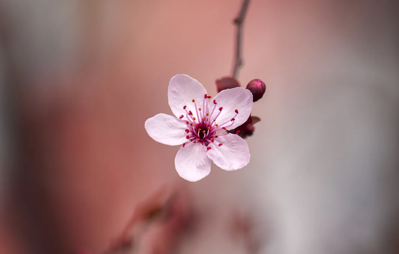 Фото обои цветок, весна, сакура, боке