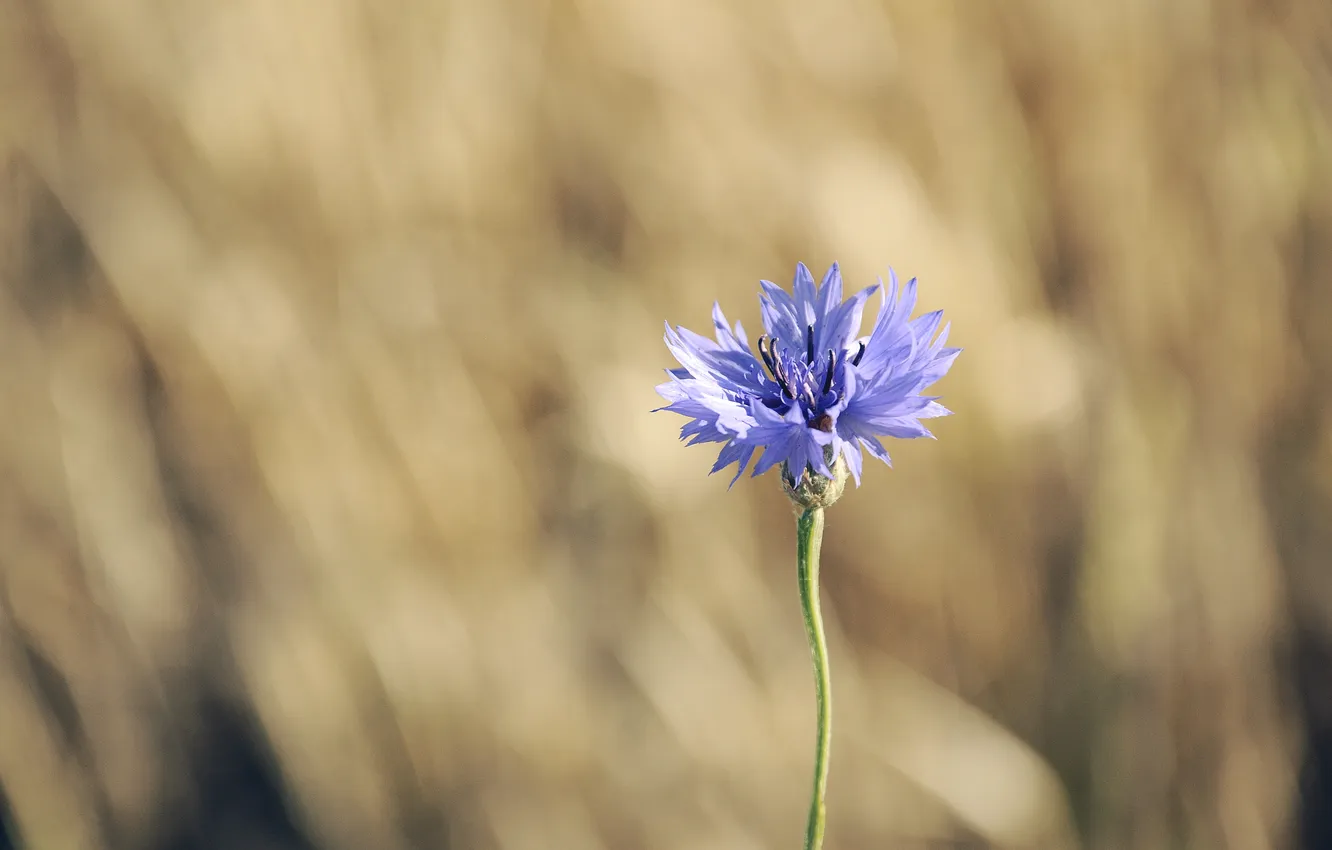 Фото обои цветок, синий, сиреневый, лепестки