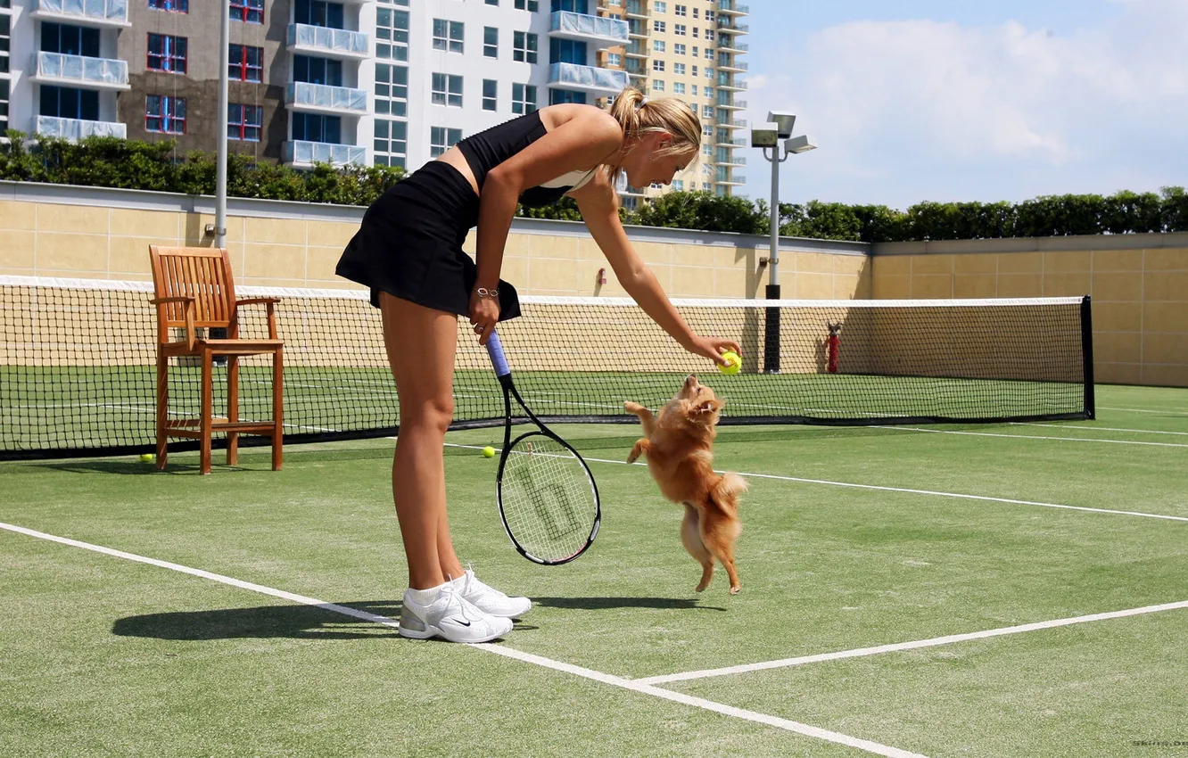 Фото обои девушка, сетка, модель, мяч, собака, стул, теннисистка, ракетка